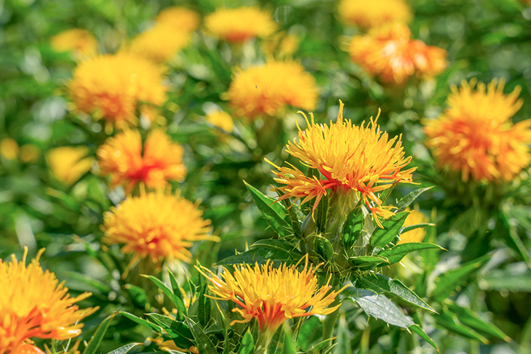 自社農園で原料となる紅花の栽培にも注力