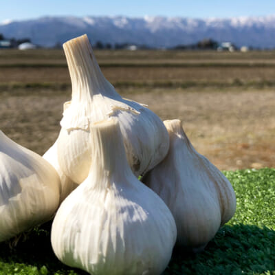 雪下で甘みを蓄えています