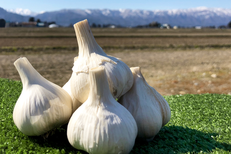 美味しい「にんにく」に育つ、徹底した土作りと管理