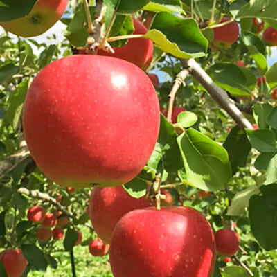 味を重視した「葉取らずりんご」