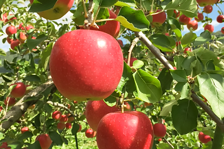 美味しさを引き出す「葉取らずりんご」