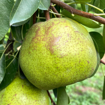 黄みがかった緑色が美味しさの証!