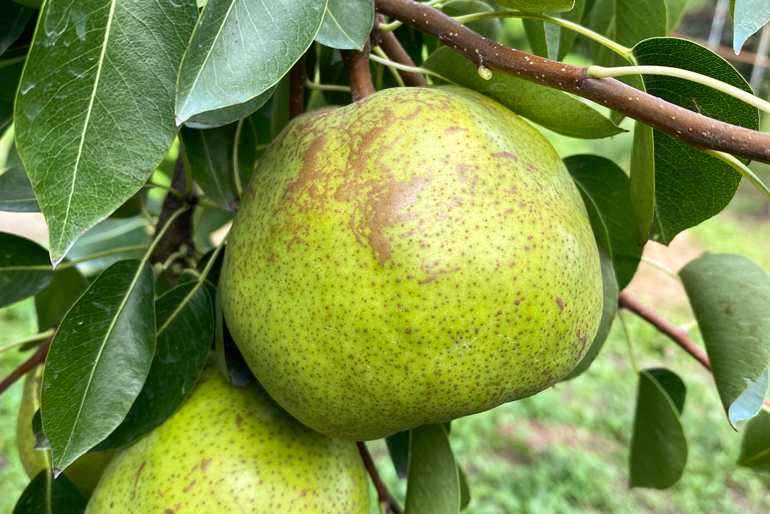 丁寧に追熟し、食べごろを見極めて発送します