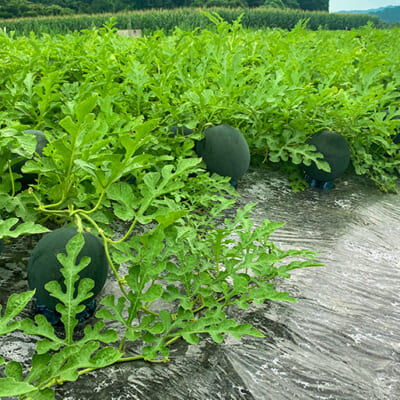 植物の生命力を信じる、ひたむきな「体づくり」