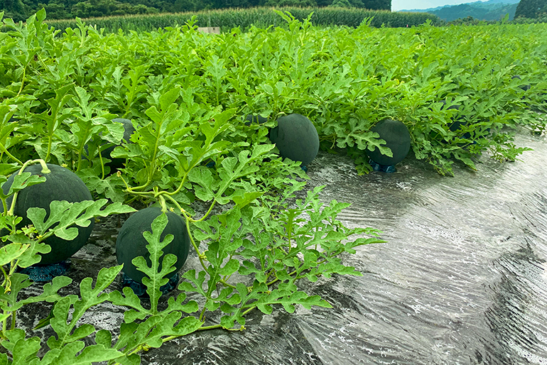 植物の生命力を信じる、ひたむきな「体づくり」