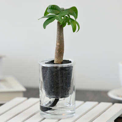 「炭の樹」パキラ 1個