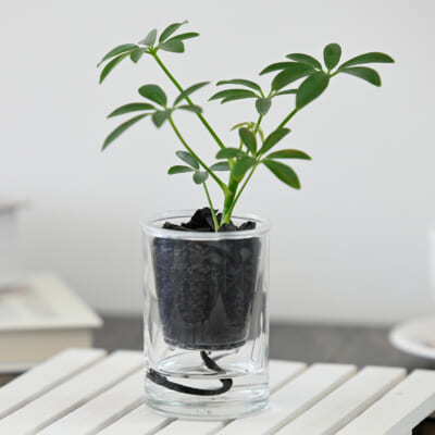 「炭の樹」シェフレラ 1個