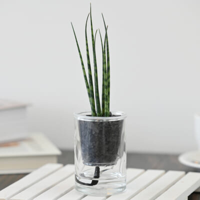 「炭の樹」サンスベリアミカド 1個