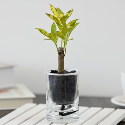 「炭の樹」クロトンアキュビフォリア 1個