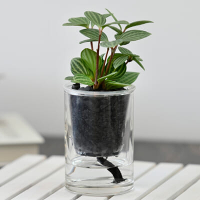 「炭の樹」ペペロミアプテオラータ 1個