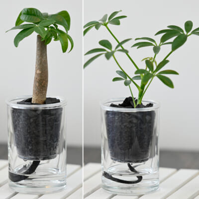 「炭の樹」パキラ・シェフレラ 計2個