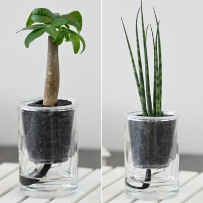 「炭の樹」パキラ・サンスベリアミカド 計2個