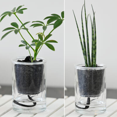 「炭の樹」シェフレラ・サンスベリアミカド 計2個