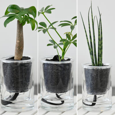 「炭の樹」パキラ・シェフレラ・サンスベリアミカド 計3個