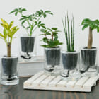 インテリアグリーン「炭の樹」