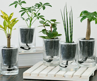 インテリアグリーン「炭の樹」