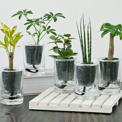 インテリアグリーン「炭の樹」