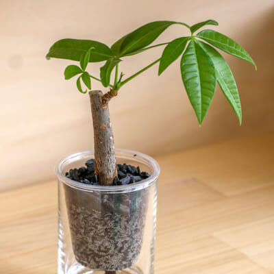 【訳あり】「炭の樹」パキラ 1個