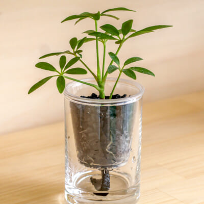 【訳あり】「炭の樹」シェフレラ 1個