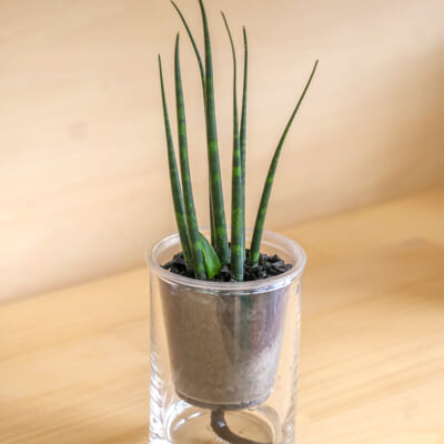 【訳あり】「炭の樹」サンスベリアミカド 1個