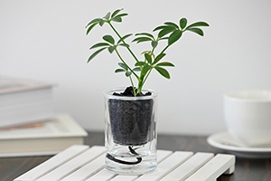 2. シェフレラ