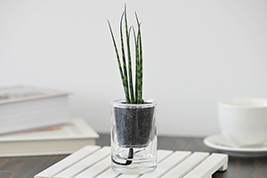 3. サンスベリアミカド