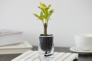 4. クロトンアキュビフォリア