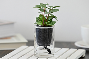 5. ペペロミアプテオラータ