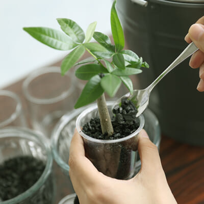 飾って楽しみ、育てて癒され、空気を整える！