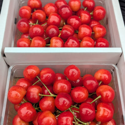 【贈答用】山形県産さくらんぼ 紅秀峰 1kg