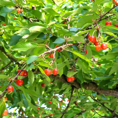 山形県産さくらんぼ 佐藤錦 双子果混合 1kg