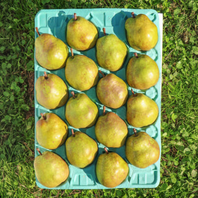 【贈答用】山形県産 ラ・フランス 5kg