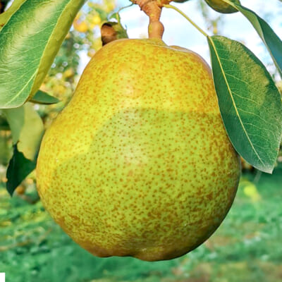 【家庭用】山形県産 ラ・フランス 3kg