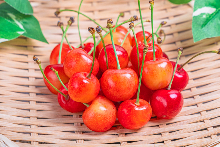 品評会で「糖度賞」を受賞したさくらんぼ