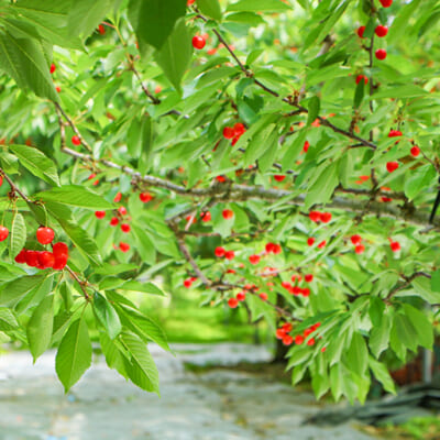 栄養の流れを考えて剪定