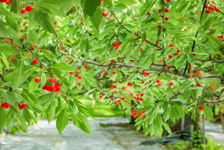 樹の生命力を引き出し、強く健やかに育てる
