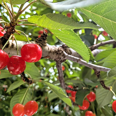 鮮やかな朱色が美しい佐藤錦