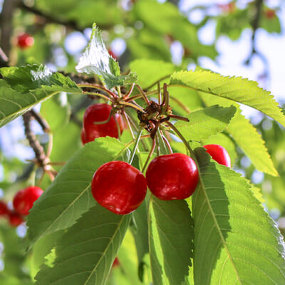 ずっしりとした重量感のある紅秀峰