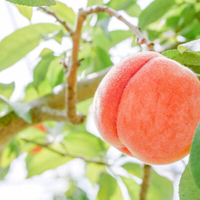 樹の生命力を引き出し、強く健やかに育てる