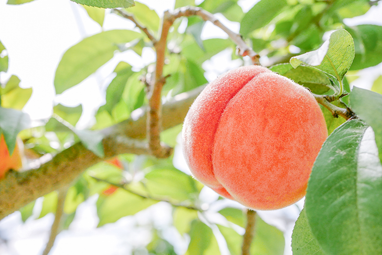 樹の生命力を引き出し、強く健やかに育てる