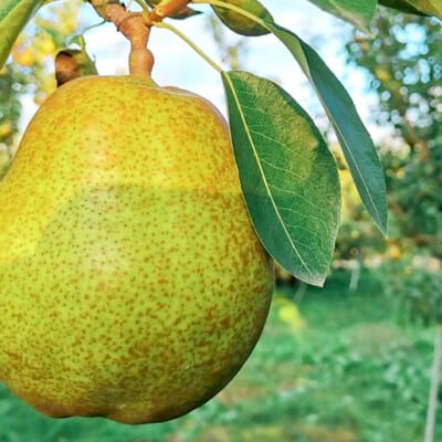 栄養の流れを考えて剪定