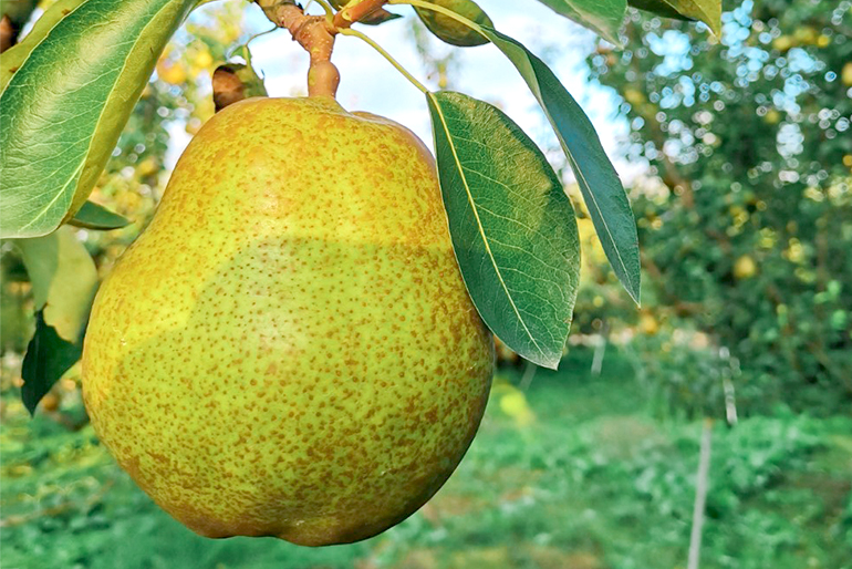 樹の生命力を引き出し、強く健やかに育てる