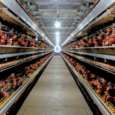 美味しさの秘密は、こだわりの飼料と伏流水