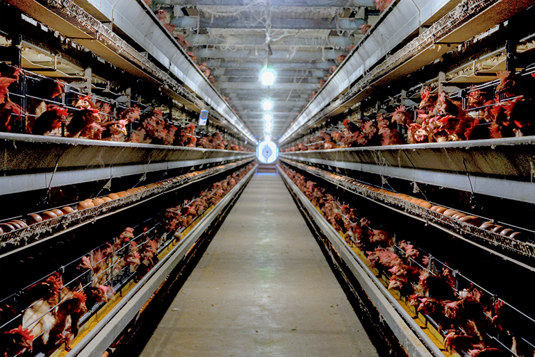 美味しさの秘密は、こだわりの飼料と伏流水