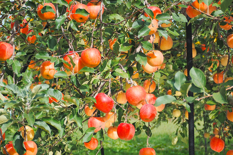 果物の美味しさを育む、山寺の気候