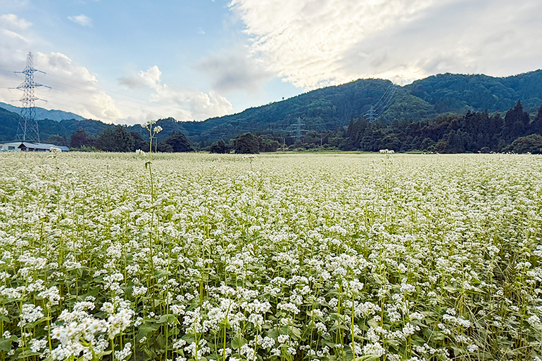 400年以上そばの栽培が行われる米沢市南原地区