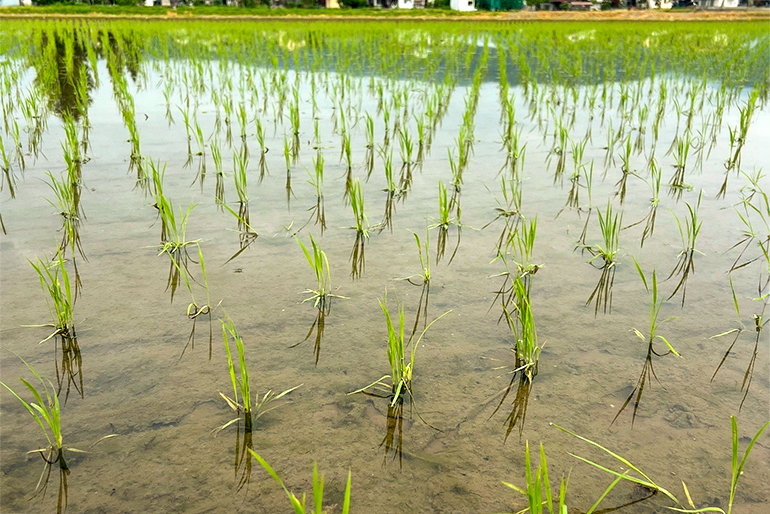 稲の様子を観察しながら、適切なタイミングで作業