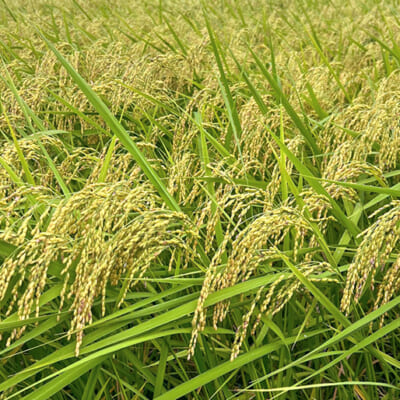 自然の力を活かして育てた「特別栽培米」