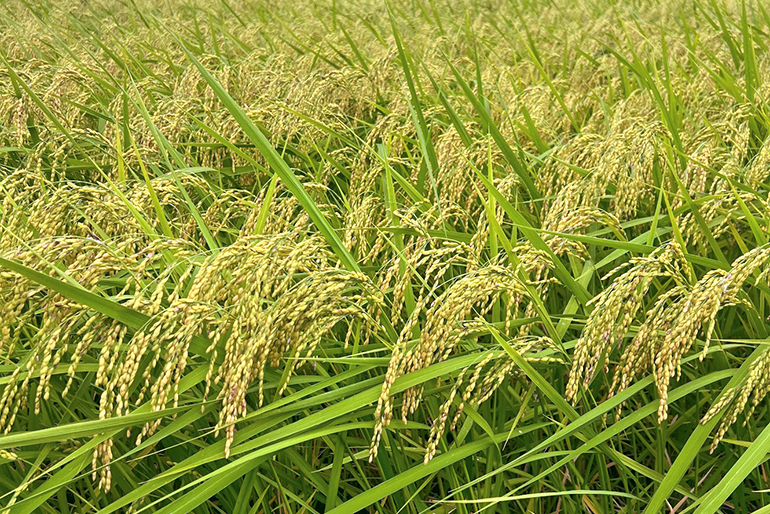 自然の力を活かして育てた「特別栽培米」