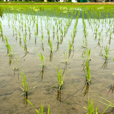 稲の様子を観察しながら、適切なタイミングで作業